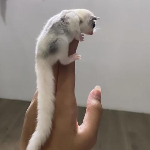 Jual sugar glider platmos / platinum mozaik female Jakarta Barat SugarGliderInd Tokopedia