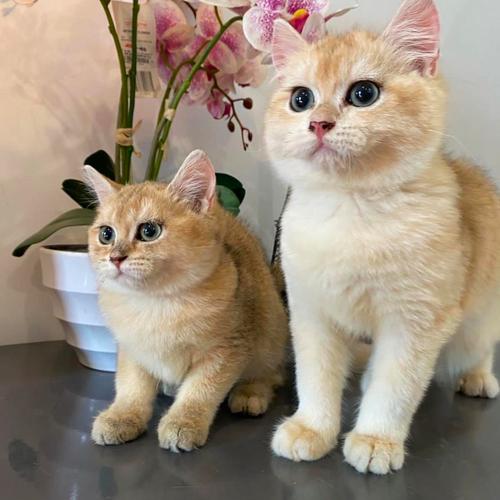 Jual kucing british shorthair golden betina - Kota Depok - Popeyes