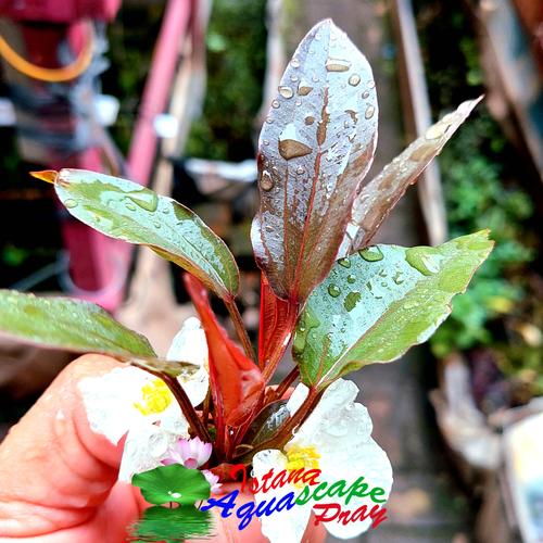 Jual Tanaman Aquascape Echi Red Specialis - Kota Medan - Istana