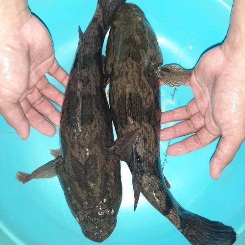 Memacu Pertumbuhan Bisnis: Panduan Lengkap Jual Ikan Gabus Online