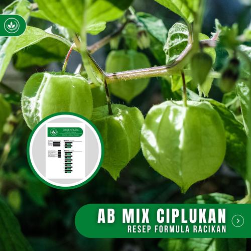 Jual Resep AB Mix Ciplukan Formula Racikan Nutrisi Pupuk Buah Ciplukan ...