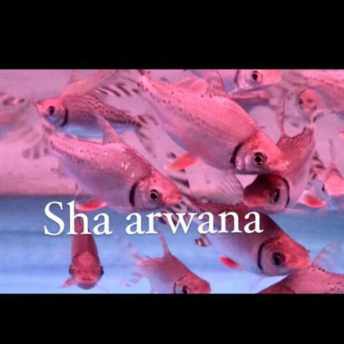 Ikan Rff Jual Ikan RFF tankmate american red flagtail red feifeng - Jakarta ...