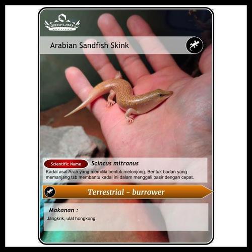 Jual Arabian Sandfish Skink / Scincus Mitranus Original Best Seller