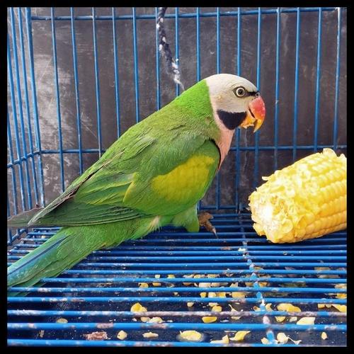 Jual Burung Betet Jawa Original Best Seller Jakarta Barat Majalah