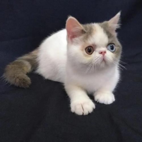 Exotic Short Hair Persian Cat Price Exotic Shorthair Persian