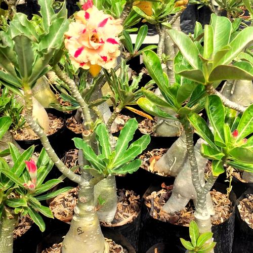 Jual 3 plant adenium bunga tumpuk 3id size B B+ - Kab. Gresik - CMJ ...