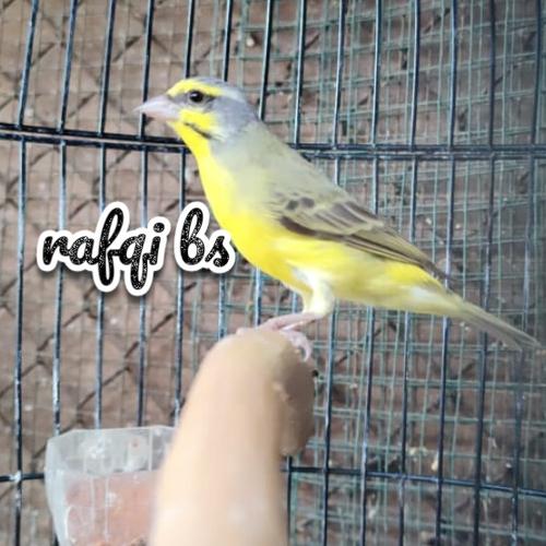 Jual burung mozambik jantan gacoran - Jakarta Timur - rafqi Bs | Tokopedia