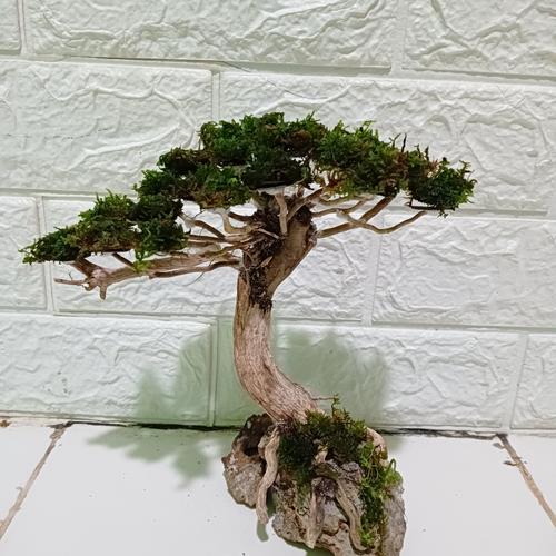 Jual kayu bonsai aquascape Kota Makassar futriaquascape Tokopedia