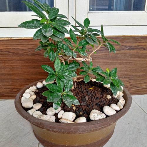Jual Bonsai Beringin Korea Tanaman Bonsai Dalam Pot Jakarta Selatan