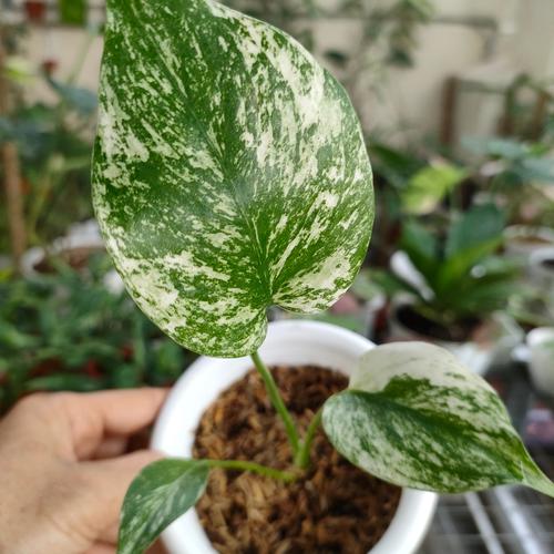 GW特別価格】Monstera 目ざわり Deliciosa White Monster