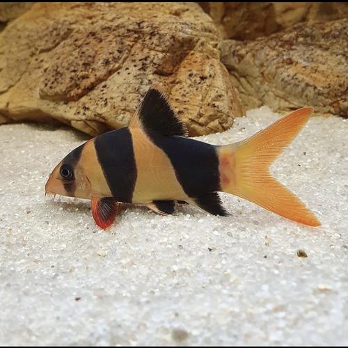 Jual Botia / botea / botia fish ( tankmate fish ) 15cm - Jakarta Barat ...