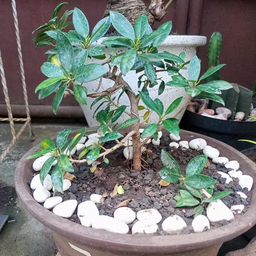 Jual Bonsai Beringin Korea Dalam Pot Terracotta Tanaman Hias Meja Tamu
