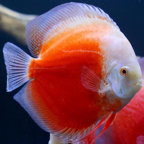 Jual DISCUS RED VALENTINE/ IKAN HIAS AIR TAWAR - 2cm, tidak garansi ...