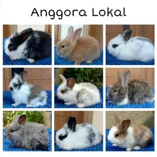 Kebahagiaan Memelihara Anak Kelinci Anggora
