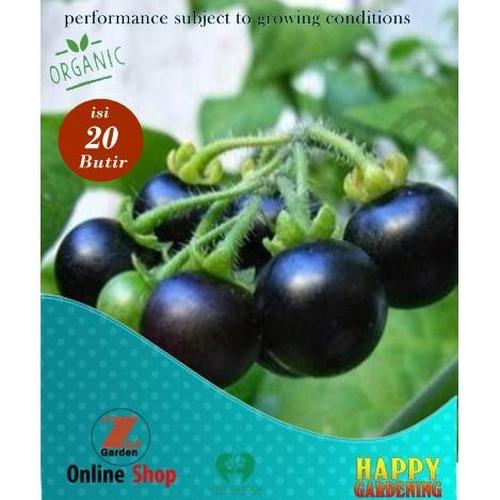 Jual 20seed/butir bibit biji benih tanaman buah Ranti Atau Leunca ...