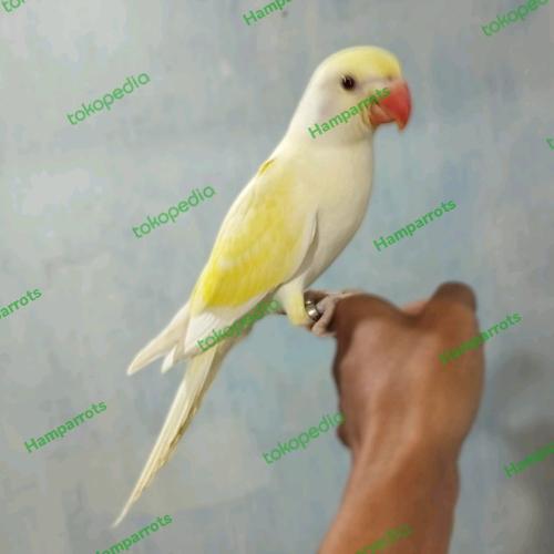Jual burung IRN crimino Kota Bekasi Ham Parrots Tokopedia