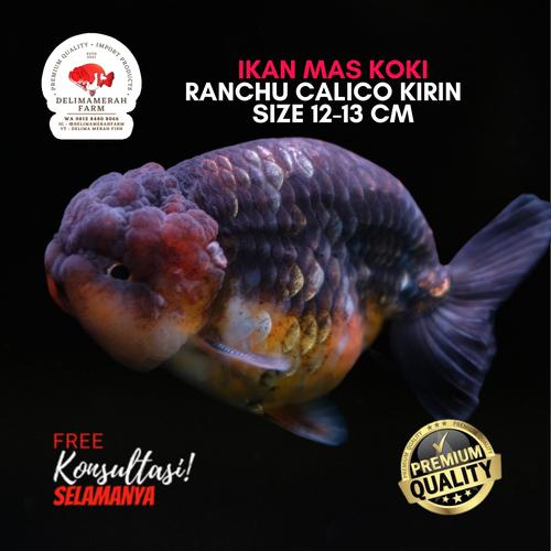 Jual IKAN MAS KOKI RANCHU CALICO CUTE BLUE BASE TERBARU SIZE 8 CM ...
