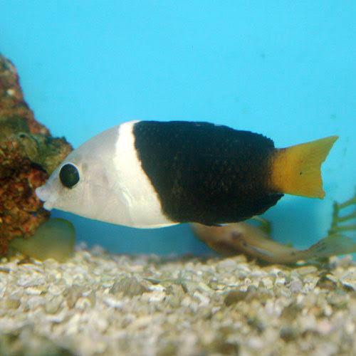 Jual ikan hias laut tikusan / keling tikusan / half and half wrasse fish Jakarta Utara Ollie