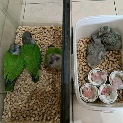 Jual Senegal parrot Sleman Itokparrot Tokopedia