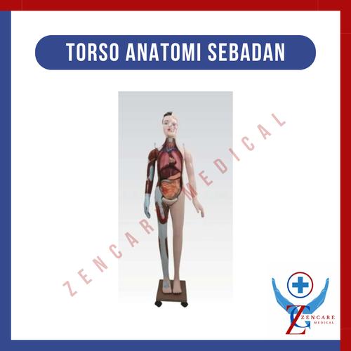Sebadan Jual Torso Anatomi Manusia Perempuan ( Sebadan ) - 110 Cm - Kota Malang ...