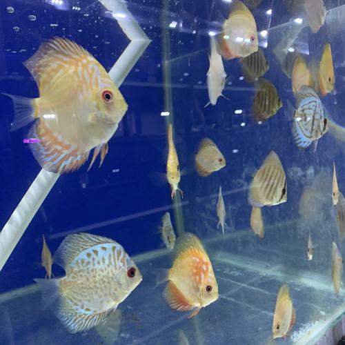 Jual Discus mix - Kota Bandung - Gallery Discus | Tokopedia
