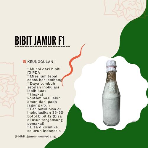 Jual Bibit jamur tiram pink f1 Kab. Sumedang Bibit Jamur Sumedang