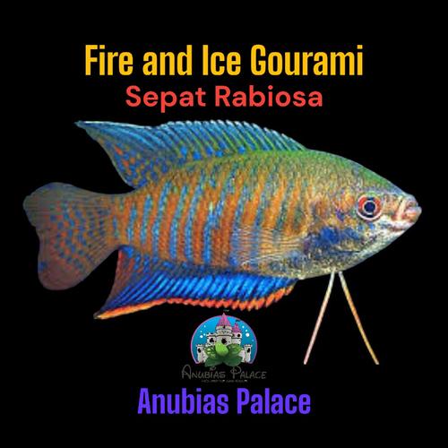 Jual Sepat Rabiosa Fire and Ice Gourami Kota Depok Anubias Palace
