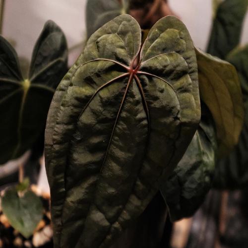 アンスリウム RVDP 超ベルベット red vein dark phoenix Jual