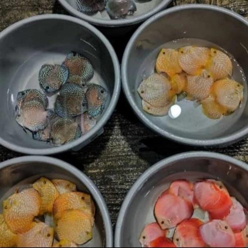 Mix Discus Jual Discus ukuran 1 inch kombinasi mix - NON GARANSI - Kota Depok ...