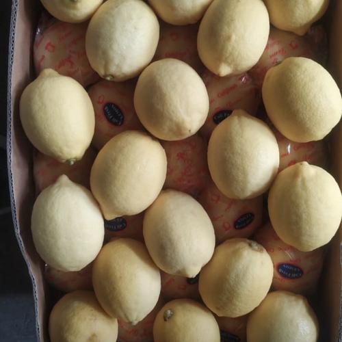 Jual Buah Lemon RRC | Lemon Segar RRC 1 Kg - Jakarta Barat ...