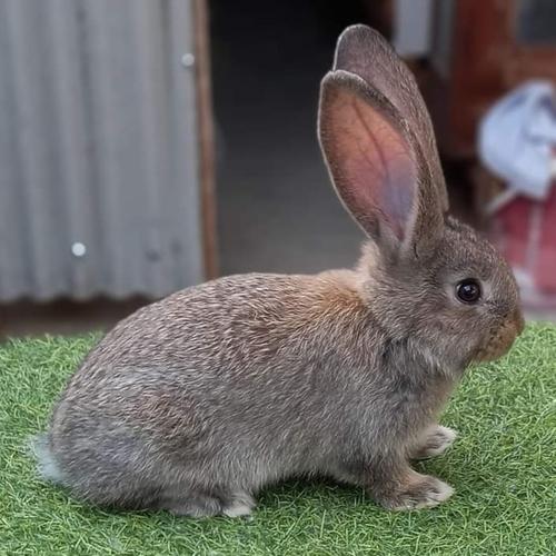 kelinci german giant