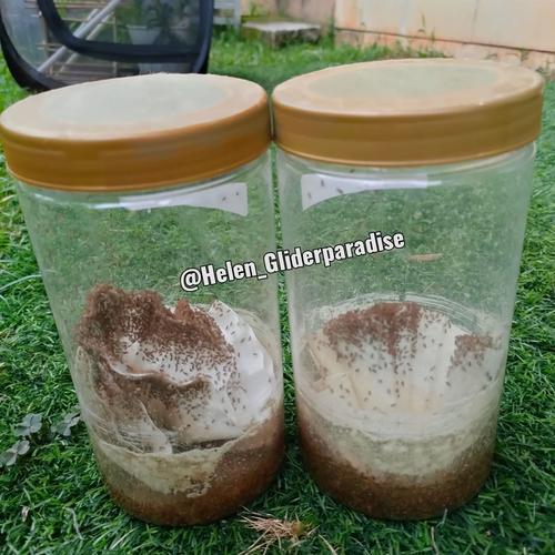 Jual Drosophila Melanogaster Fruit Fly hidup Lalat Buah makanan