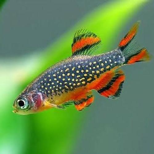 Jual ikan hias rasbora galaxy-ikan hias airtawar-ikan aquascape - Kota ...