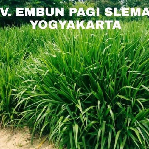 Jual Bibit Rumput Odot untuk pakan Ternak sapi kambing dan kelinci ...