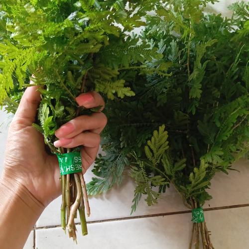 Jual Daun cakar ayam /daun rane lalapan anti kanker 1 ikat - Kab. Bogor ...