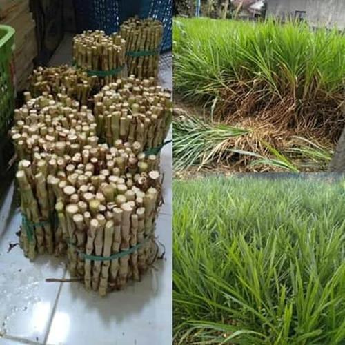 Promo Bibit Rumput Odot pakan ternak sapi,kambing,domba dll 1 kg ...