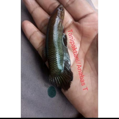 Jual Wild Betta Simorum / Bellica - 6-8 cm remaja - Kab. Kudus ...