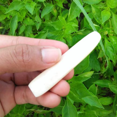 Jual once mini tulang sapi cangklong asli warna putih - Kab. Jember ...