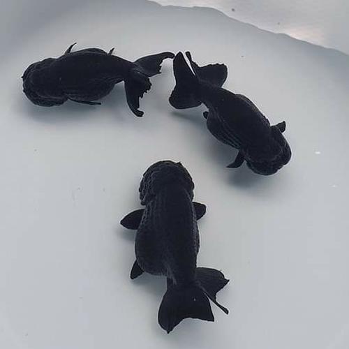 Jual Ikan Mas Koki Ranchu Black Solid Jumbo / Rancu Black Solid Jumbo ...