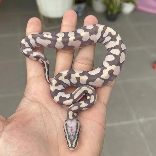 Jual ball python scaleless / ular tanla sisik - Kab. Tangerang ...