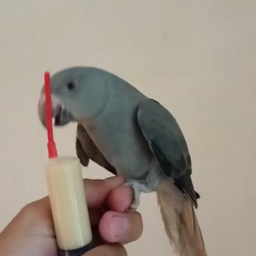 Jual burung indian ring neck grey Kota Administrasi Jakarta