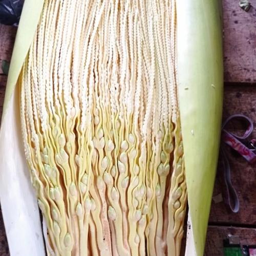 Jual Manggar bunga pinang atau bunga jame - Jakarta Selatan - Nurajijah ...