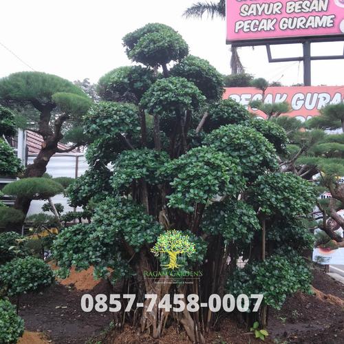 Jual Bonsai beringin Korea Micro beringin daun bulat Kab. Bogor