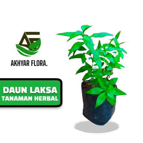 Jual Vietnamese Mint Tanaman Mint Vietnam Daun Laksa Kota Bekasi