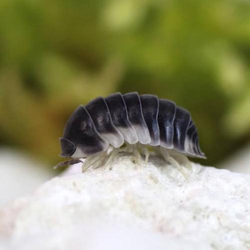 Jual Isopoda / isopods cubaris penguin white side - Kab. Cianjur ...