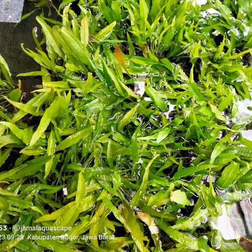 Jual kadaka/ java fern mini per daun tanaman hias akuarium - Kab. Bogor ...
