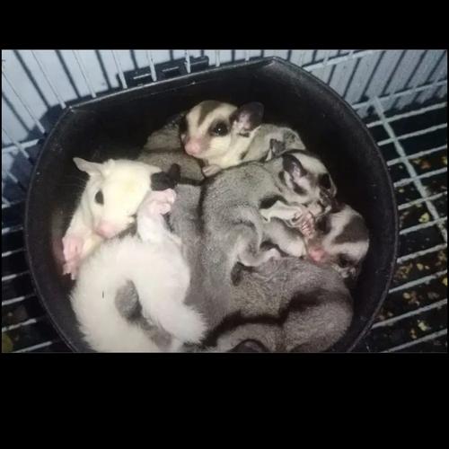 Jual sugar glider grey,varian mozaik,leu,platinum,creamino Jakarta Barat Hendpetsglider