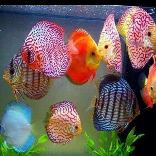 Jual Paket ikan discus / paket discus / paket ikan discus 2 inch - Mix ...
