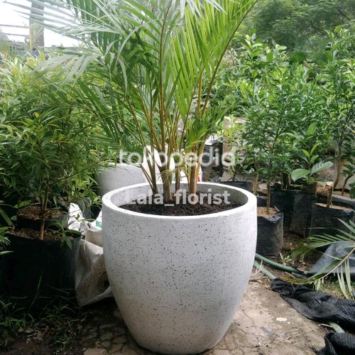 Jual PAKET SATU SET TANAMAN PALEM KUNING + POT TERRAZZO - Kota Bekasi ...