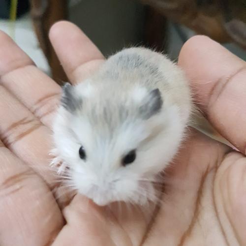 Promo Hamster Roborovski white face Husky Kota Bekasi Hamutaro